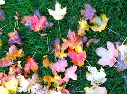 TURN ON IMAGES to see autumn leaves on green grass.
